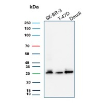 SCGB2A2 Antibody