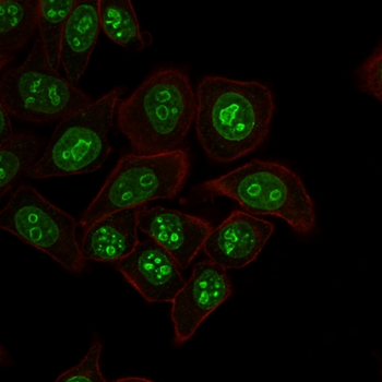 MKI67 Antibody