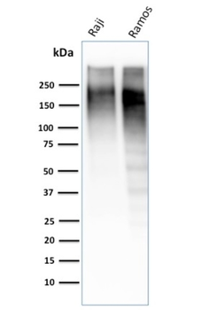 MKI67 Antibody