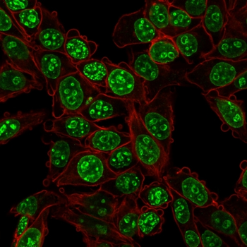 MKI67 Antibody
