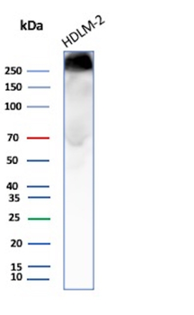 MKI67 Antibody
