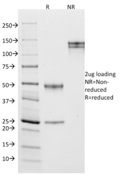 MME Antibody