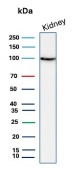 MME Antibody