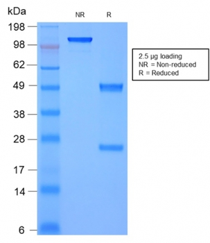 MSN Antibody