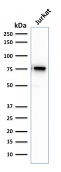 MSN Antibody