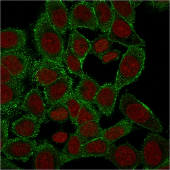MSN Antibody