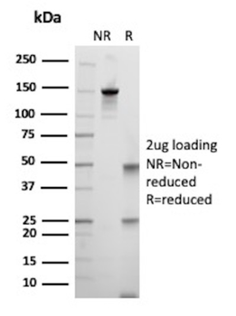 MSN Antibody