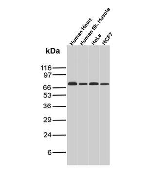 MSN Antibody