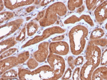 MTAP Antibody