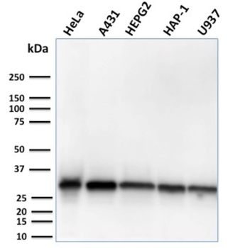 MTAP Antibody