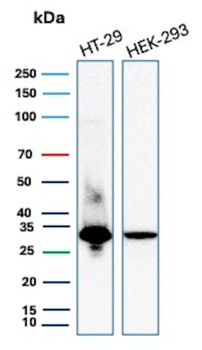 MTAP Antibody