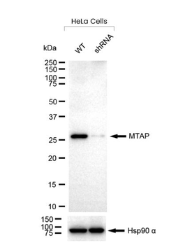 MTAP Antibody
