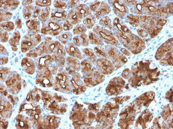 MUC1 Antibody