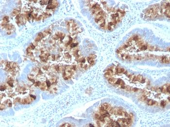 MUC1 Antibody