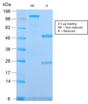 MUC1 Antibody