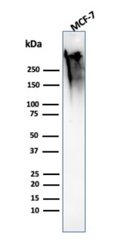 MUC1 Antibody
