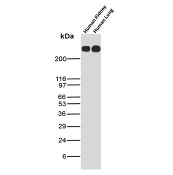 MUC1 Antibody