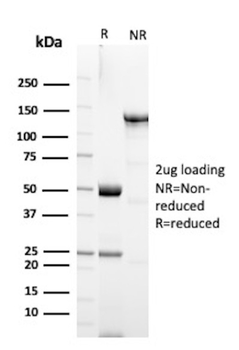 MUC1 Antibody