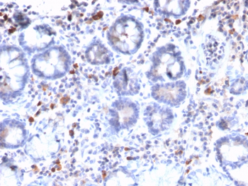 MUC3A Antibody