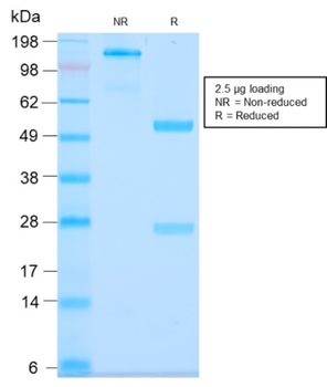 MUC3A Antibody