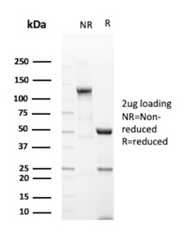 MUC3A Antibody