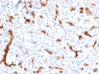 MUC6 Antibody