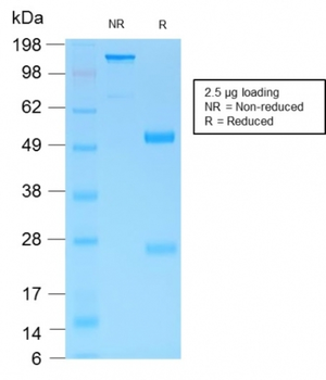 MUC6 Antibody
