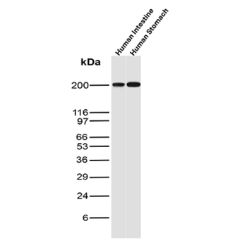 MYH11 Antibody