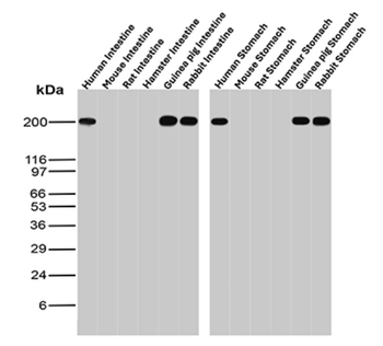 MYH11 Antibody