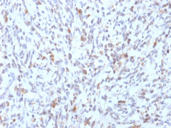 MYOD1 Antibody