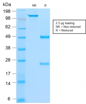 MYOD1 Antibody