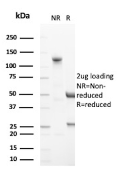 MYOD1 Antibody