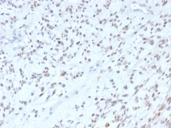 MYOD1 Antibody
