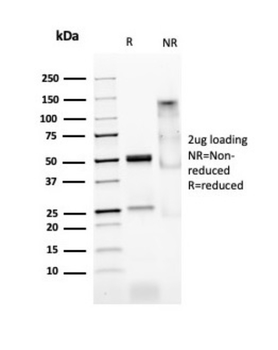 MYOD1 Antibody
