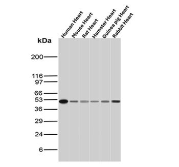 MYOD1 Antibody