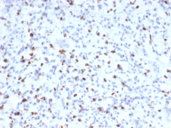 MYOG Antibody