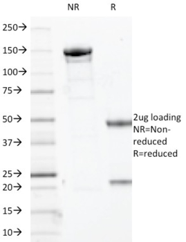 MYOG Antibody
