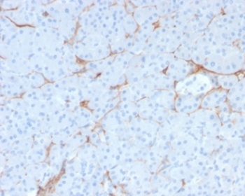 NGFR Antibody