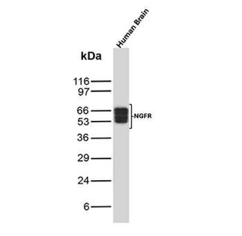 NGFR Antibody