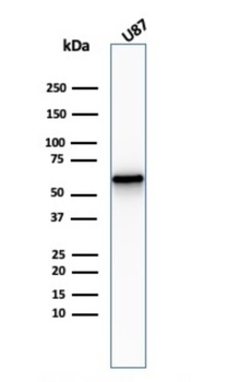 NGFR Antibody