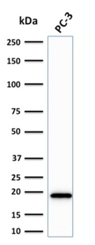 NME2 Antibody