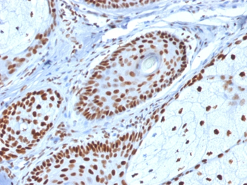 NPM1 Antibody