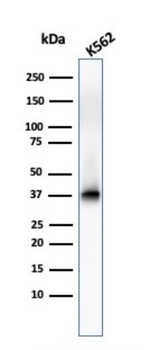 NPM1 Antibody