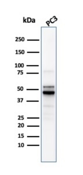 ODC1 Antibody