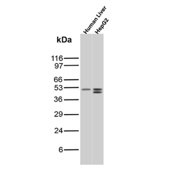 ODC1 Antibody