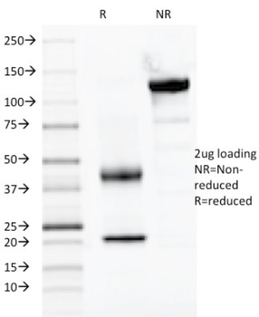 PAX2 Antibody
