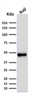 PAX5 Antibody