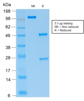 PAX5 Antibody