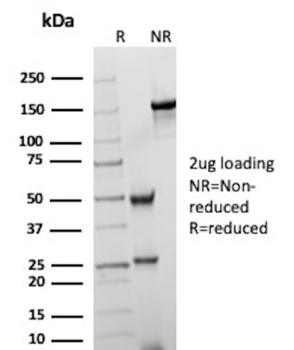 PAX5 Antibody