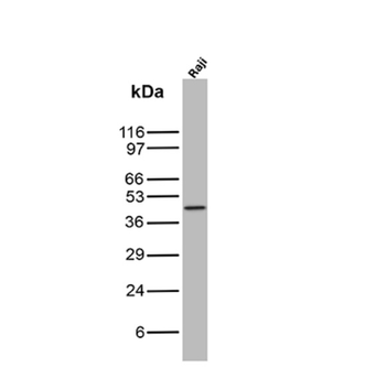PAX5 Antibody